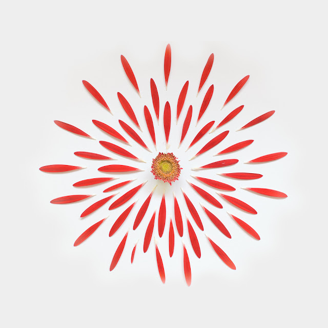 Exploded Flowers, colores y estructuras de Fong Qi Wei