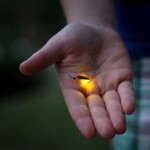 BIOLUMINISCENCIA: NATURALEZA FOR THE BOLD