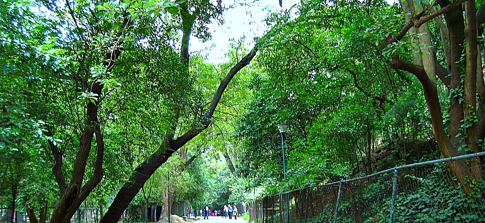 Festival del Bosque de Chapultepec 2014: Doceava presentación